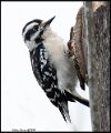 _9SB9266 ladder-backed woodpecker
